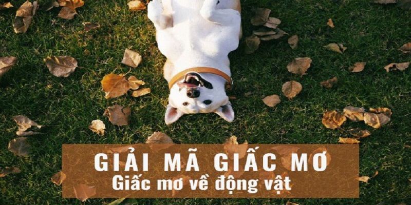 Giải mã về những số khi thấy loài vật