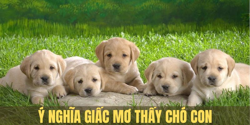 Ý nghĩa các trường hợp nằm mơ thấy chó con